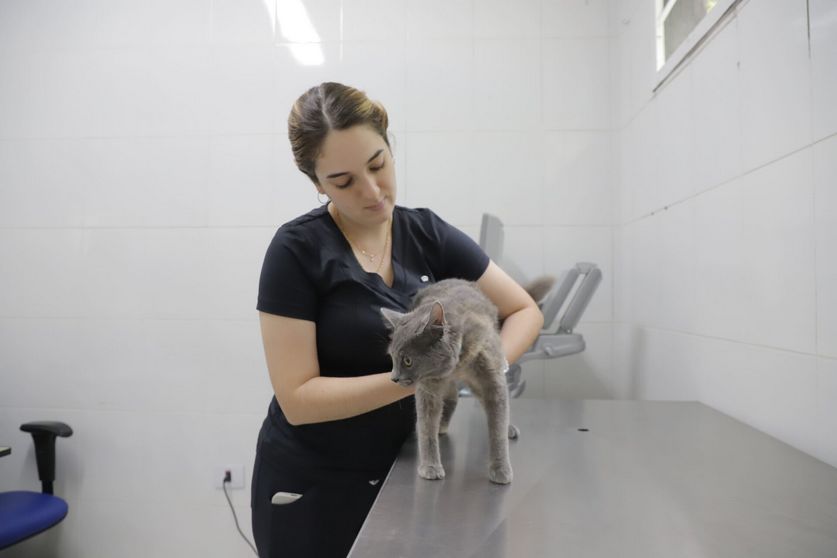 Prefeitura de Barueri abre agendamento para castração gratuita de pets em abril